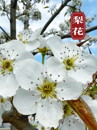 五月丁香花开正艳，探寻中国十大赏丁香胜地与文化寓意