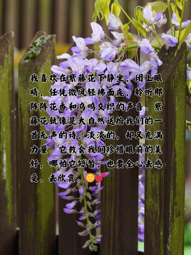五月丁香盛放季，探寻植物文化与传统花期的科学奥秘