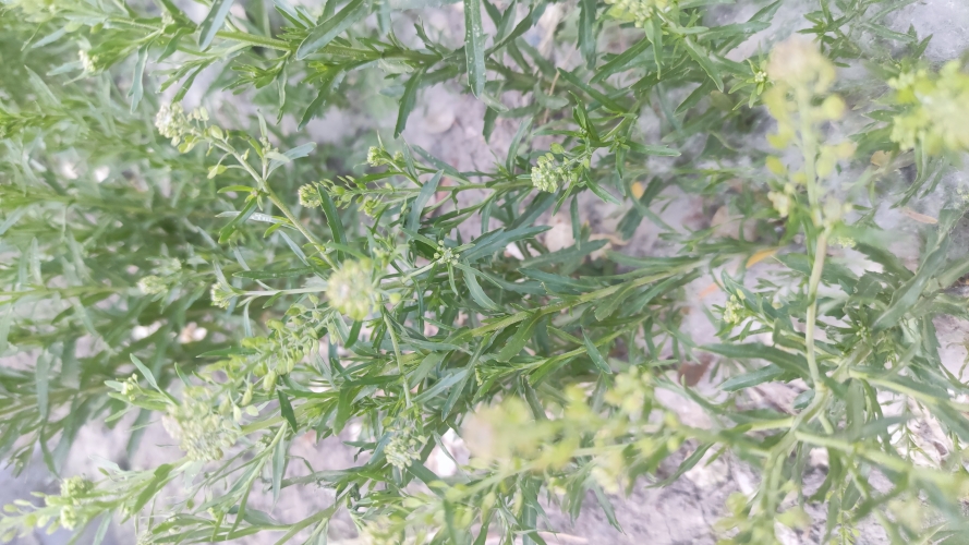 五月丁香盛放季，探寻植物文化与传统花期的科学奥秘