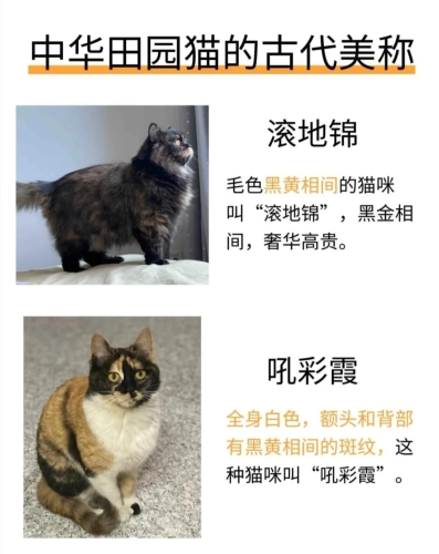 亚洲成人精品在线，探索多元文化下的健康与乐趣成人猫咪最新地域网名是什么啥